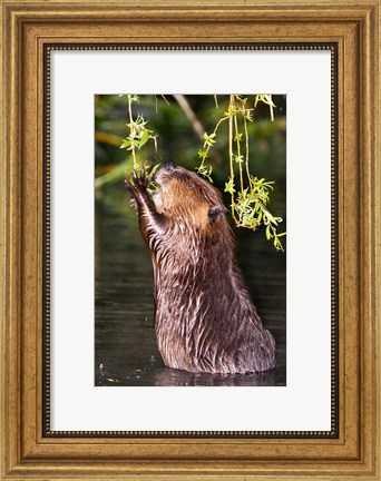 Framed American Beaver, Stanley Park, British Columbia Print