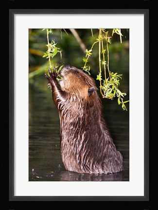 Framed American Beaver, Stanley Park, British Columbia Print