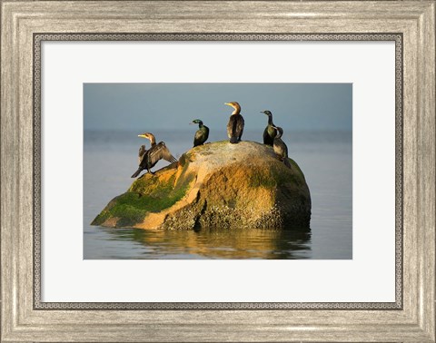 Framed Double-crested cormorant bird, British Columbia Print