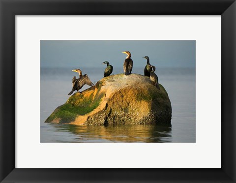 Framed Double-crested cormorant bird, British Columbia Print