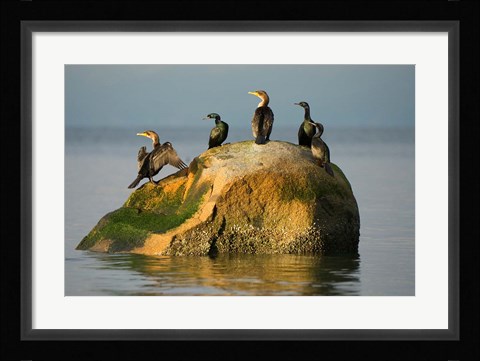 Framed Double-crested cormorant bird, British Columbia Print