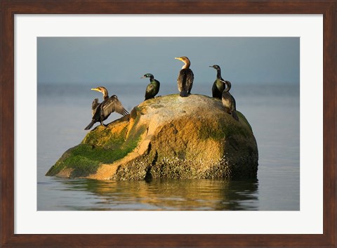 Framed Double-crested cormorant bird, British Columbia Print