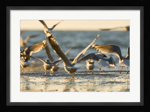 Framed Mew gulls, Stanley Park, British Columbia Print