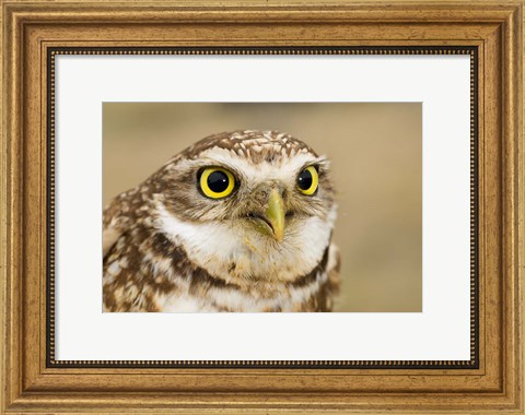 Framed Burrowing owl, Nicola Valley, British Columbia Print