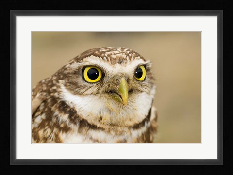 Framed Burrowing owl, Nicola Valley, British Columbia Print