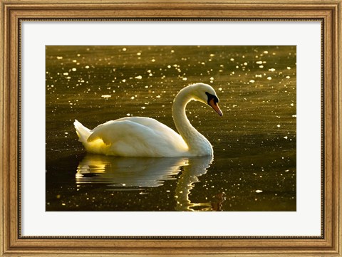 Framed Mute swan, Stanley Park, British Columbia Print