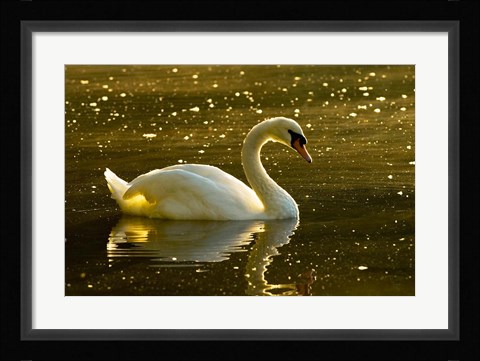 Framed Mute swan, Stanley Park, British Columbia Print