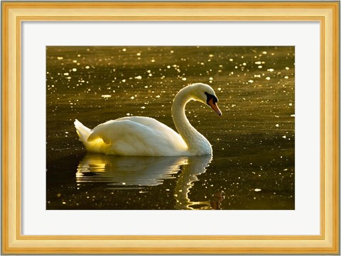 Framed Mute swan, Stanley Park, British Columbia Print