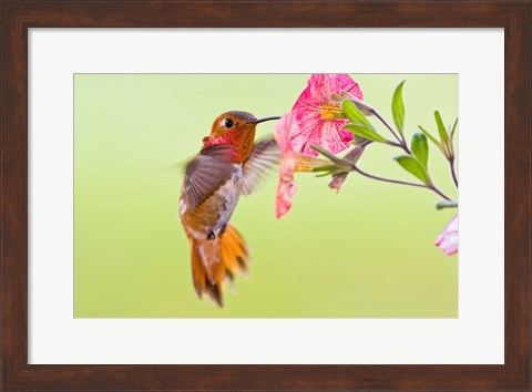 Framed Rufous Hummingbird feeding in a flower garden, British Columbia, Canada Print