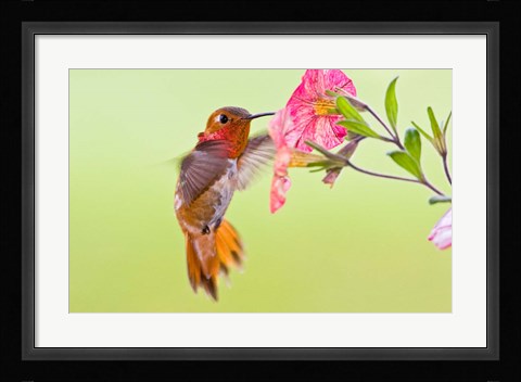 Framed Rufous Hummingbird feeding in a flower garden, British Columbia, Canada Print