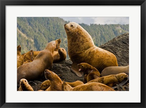 Framed Steller sea lion, Queen Charlottes, British Columbia Print