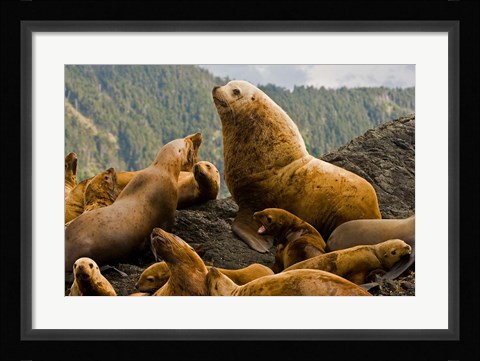 Framed Steller sea lion, Queen Charlottes, British Columbia Print
