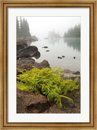 Framed Alpine lady fern, Garibaldi Lake, British Columbia Print