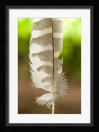 Framed Barred owl feather, Stanley Park, British Columbia Print