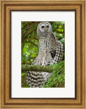 Framed Barred owl, Stanley Park, British Columbia Print