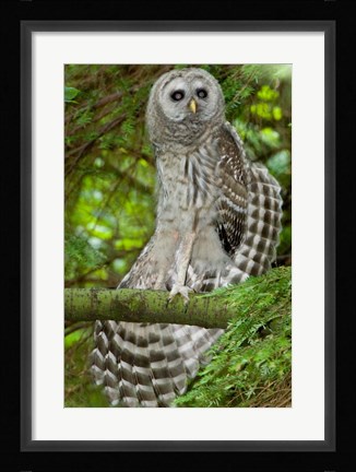 Framed Barred owl, Stanley Park, British Columbia Print