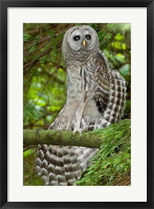 Framed Barred owl, Stanley Park, British Columbia Print