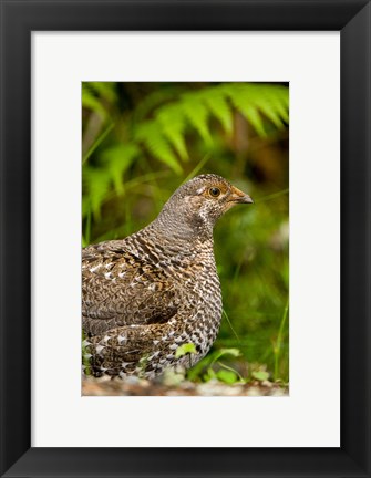 Framed Blue grouse bird, Salt Spring Isl, British Columbia Print