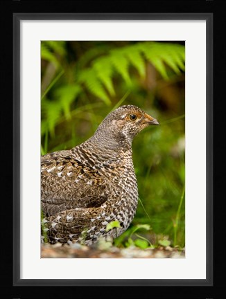 Framed Blue grouse bird, Salt Spring Isl, British Columbia Print