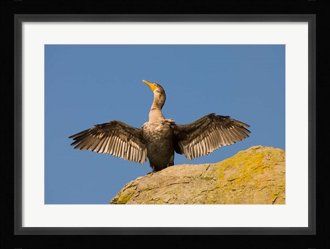 Framed Double-crested cormorant bird, British Columbia Print