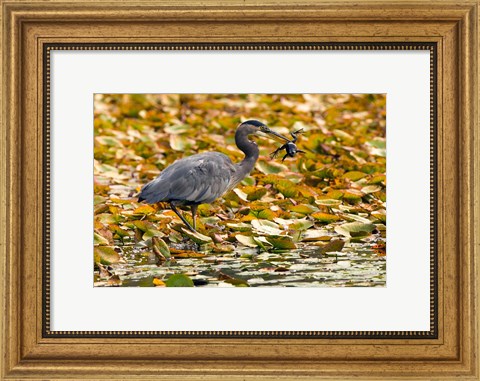 Framed Great blue heron bird, Stanley Park, British Columbia Print