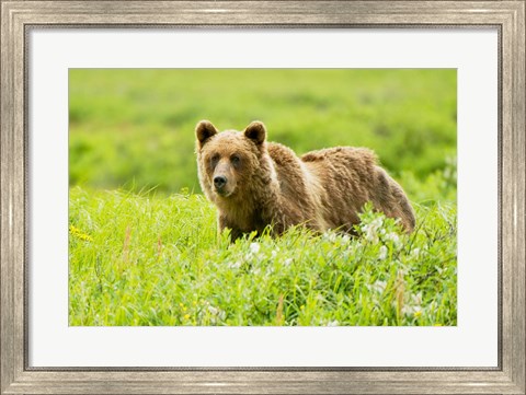 Framed Grizzly bear, Sacred Headwaters, British Columbia Print