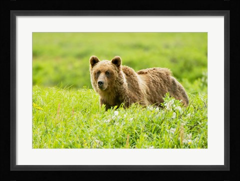 Framed Grizzly bear, Sacred Headwaters, British Columbia Print