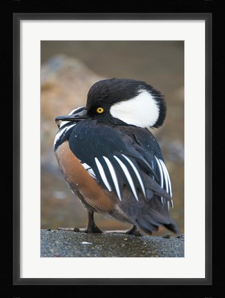Framed Hooded merganser bird, Stanley Park, British Columbia Print