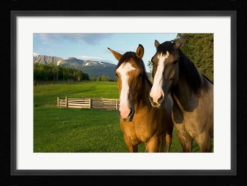 Framed Horses in pasture, British Columbia Print