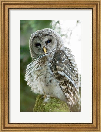 Framed Juvenile barred owl, Stanley Park, British Columbia Print