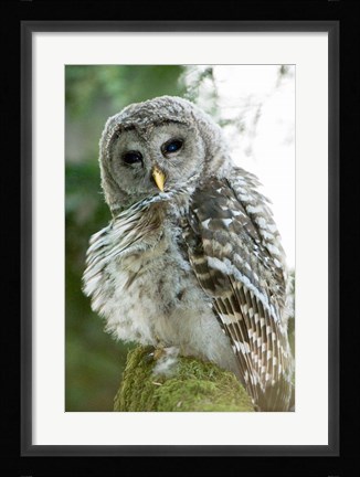Framed Juvenile barred owl, Stanley Park, British Columbia Print