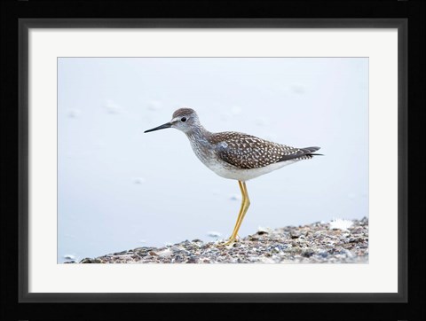Framed Lesser yellowleg bird, Stanley Park, British Columbia Print