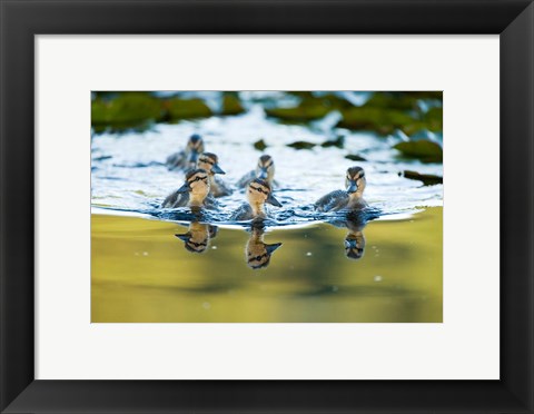 Framed Mallard ducklings, Stanley Park, British Columbia Print