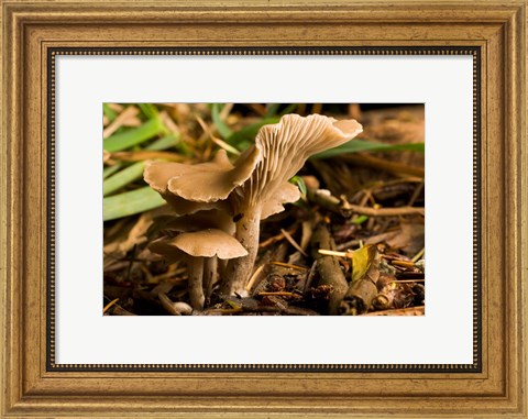 Framed Mushroom, Fungi, Stanley Park, British Columbia Print