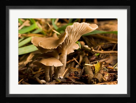 Framed Mushroom, Fungi, Stanley Park, British Columbia Print