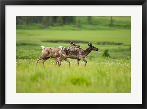 Framed Osborne caribou wildlife, British Columbia Print