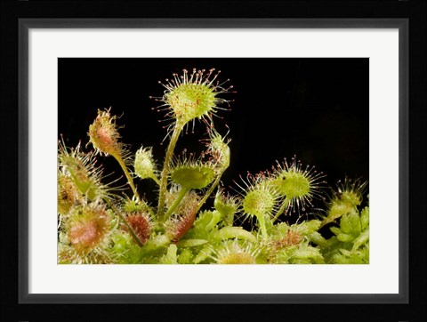 Framed Sundew plant, Stanley Park, British Columbia Print