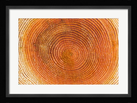 Framed Tree rings, Stanley Park, British Columbia Print