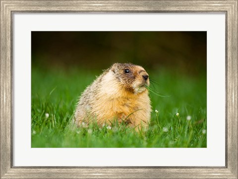 Framed Yellow-bellied marmot, Stanley Park, British Columbia Print