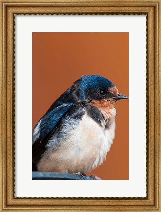 Framed Barn swallow, Great Bear Rainforest, British Columbia, Canada Print