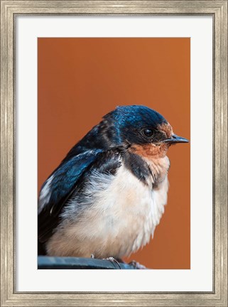 Framed Barn swallow, Great Bear Rainforest, British Columbia, Canada Print