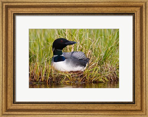 Framed British Columbia, Common Loon bird Print