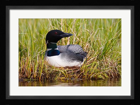 Framed British Columbia, Common Loon bird Print