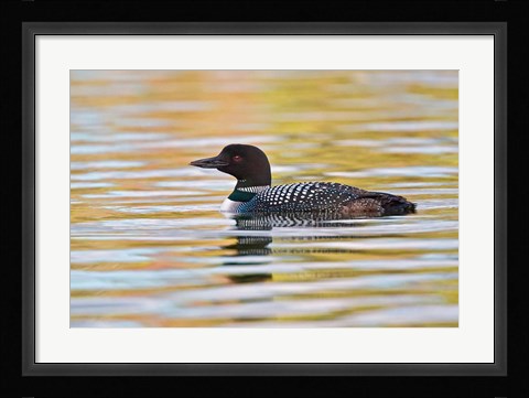 Framed British Columbia, Common Loon bird on lake at sunrise Print