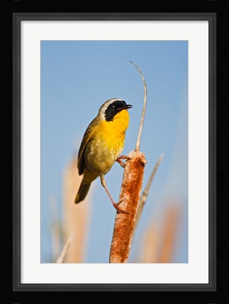 Framed British Columbia, Common Yellowthroat breeding territory Print