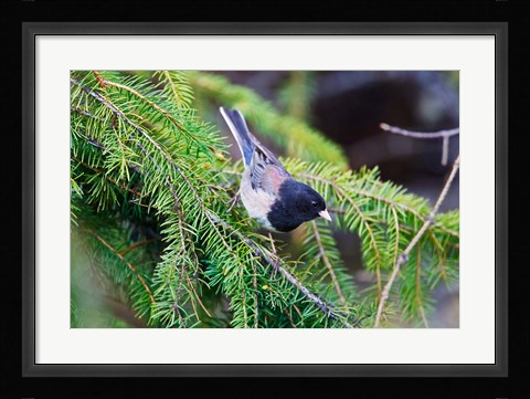 Framed British Columbia, Dark-eyed Junco bird in a conifer Print