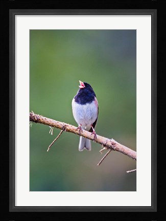 Framed British Columbia, Dark-eyed Junco bird, singing Print