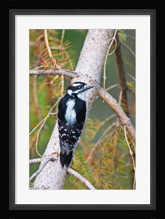 Framed British Columbia, Downy Woodpecker bird, male (back view) Print
