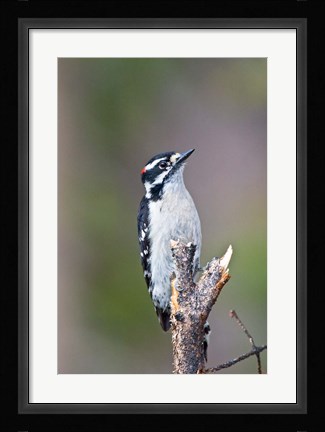 Framed British Columbia, Downy Woodpecker bird, male (front view) Print
