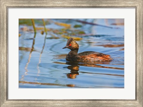 Framed British Columbia, Eared Grebe bird in marsh Print